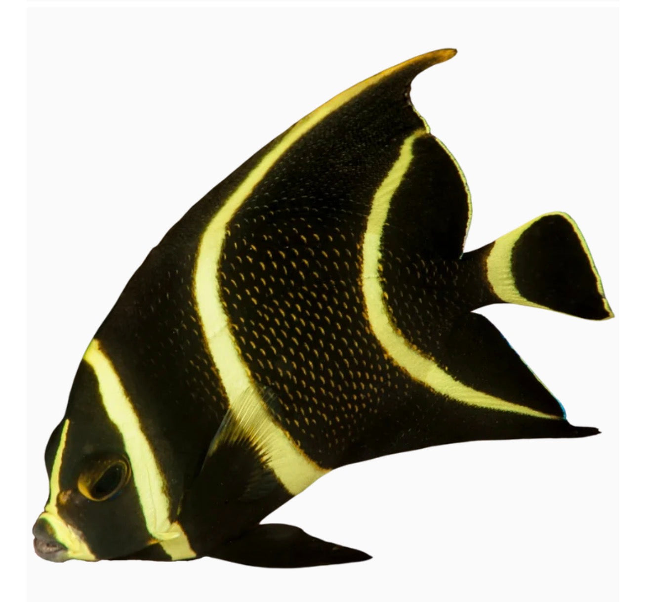 French Angelfish 4-6” Changing