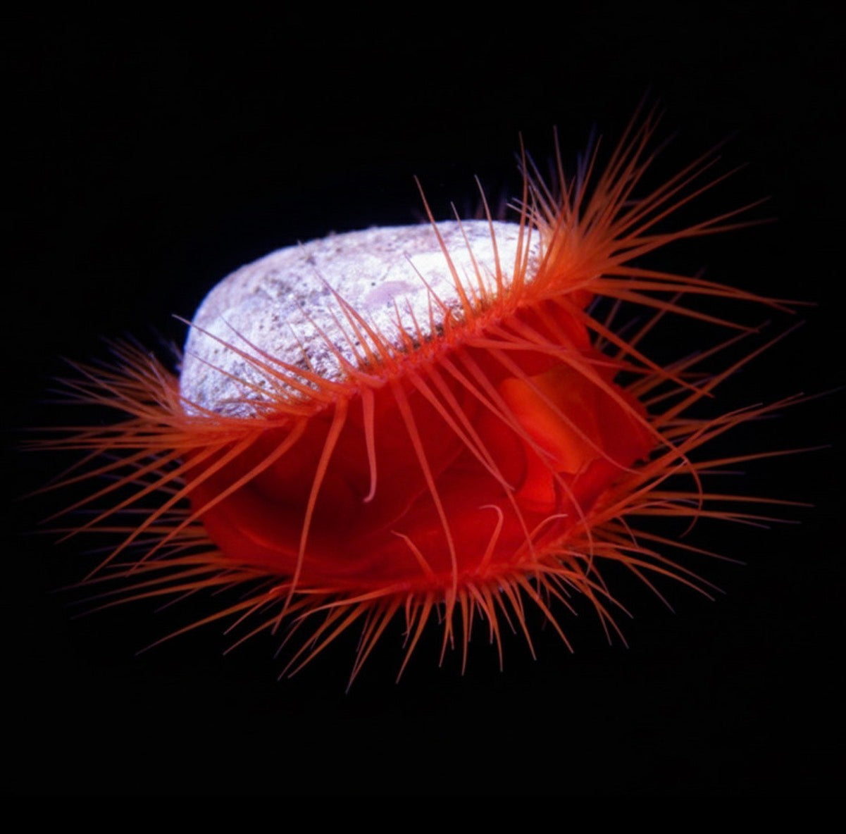 Red Flame Scallop