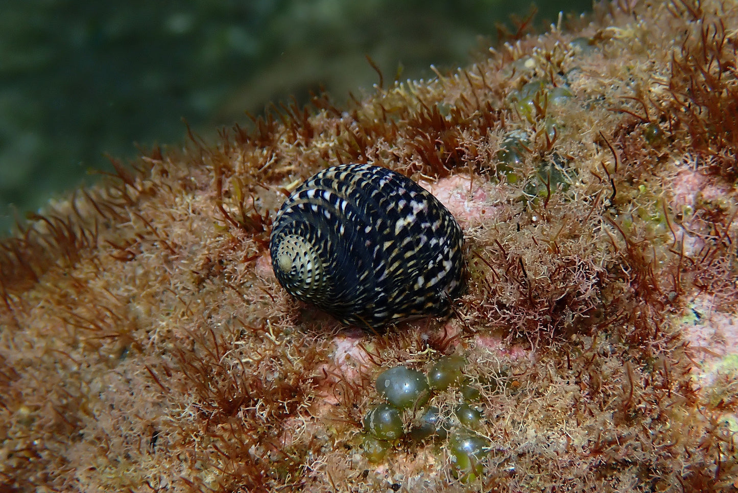 Nerite Snail
