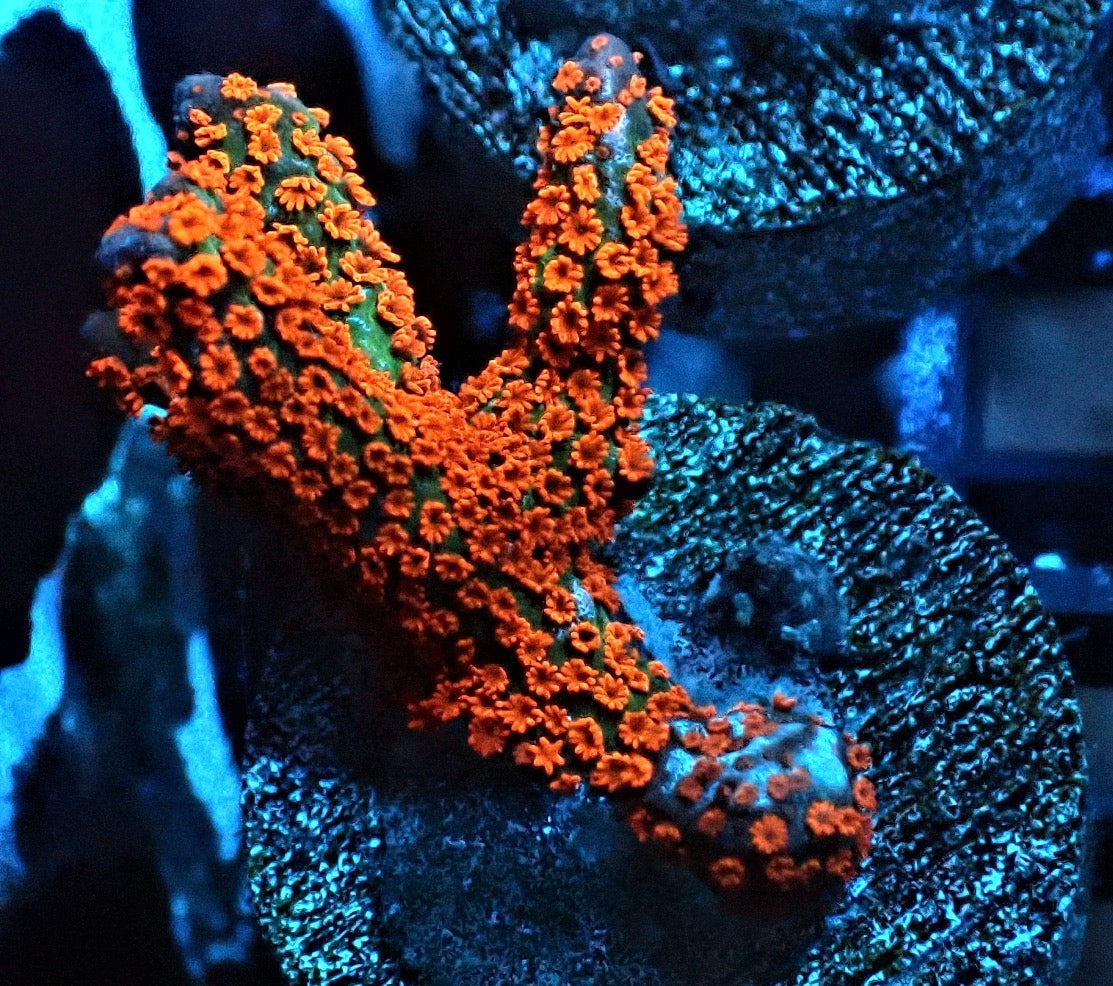 SDC Forest Fire Montipora Digitata