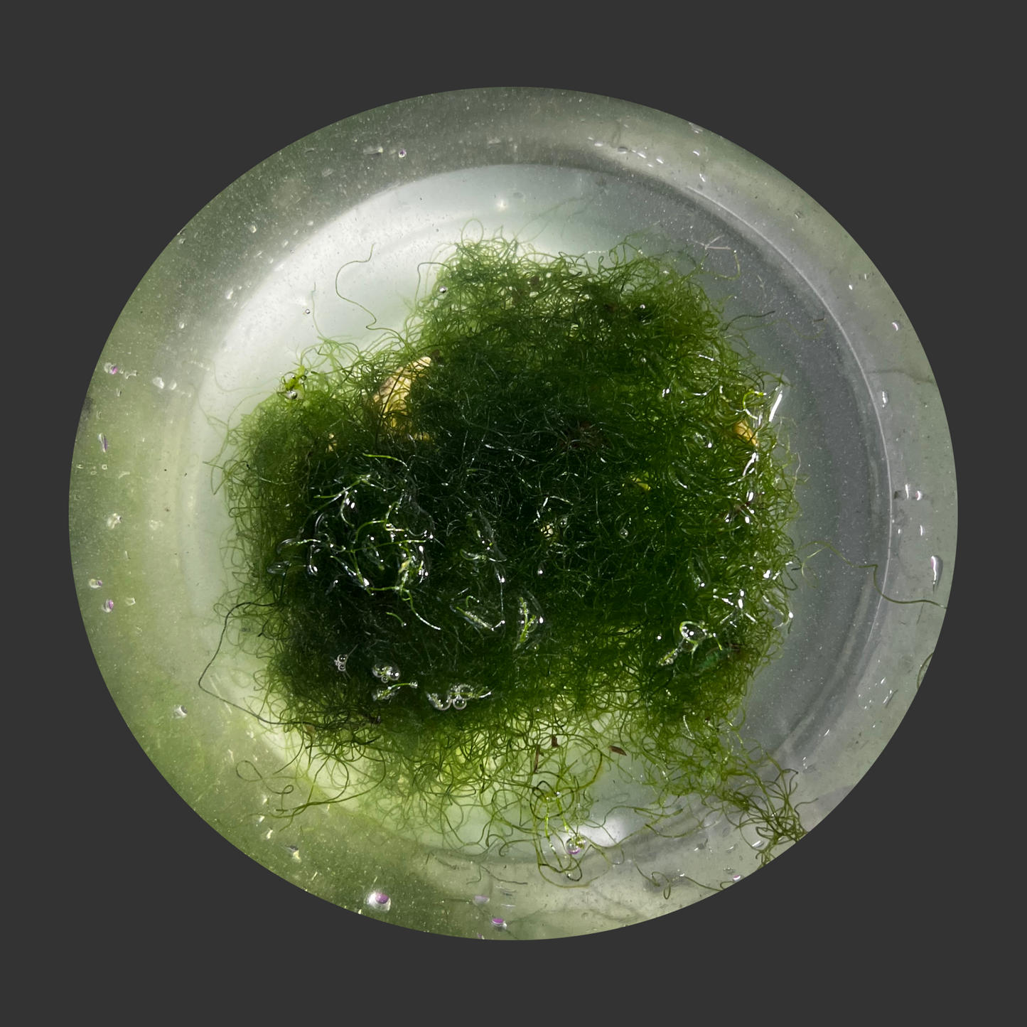 Chaetomorpha Wild