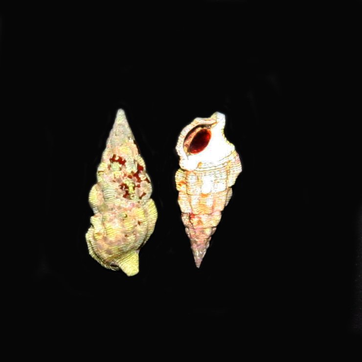 Cerith Snail