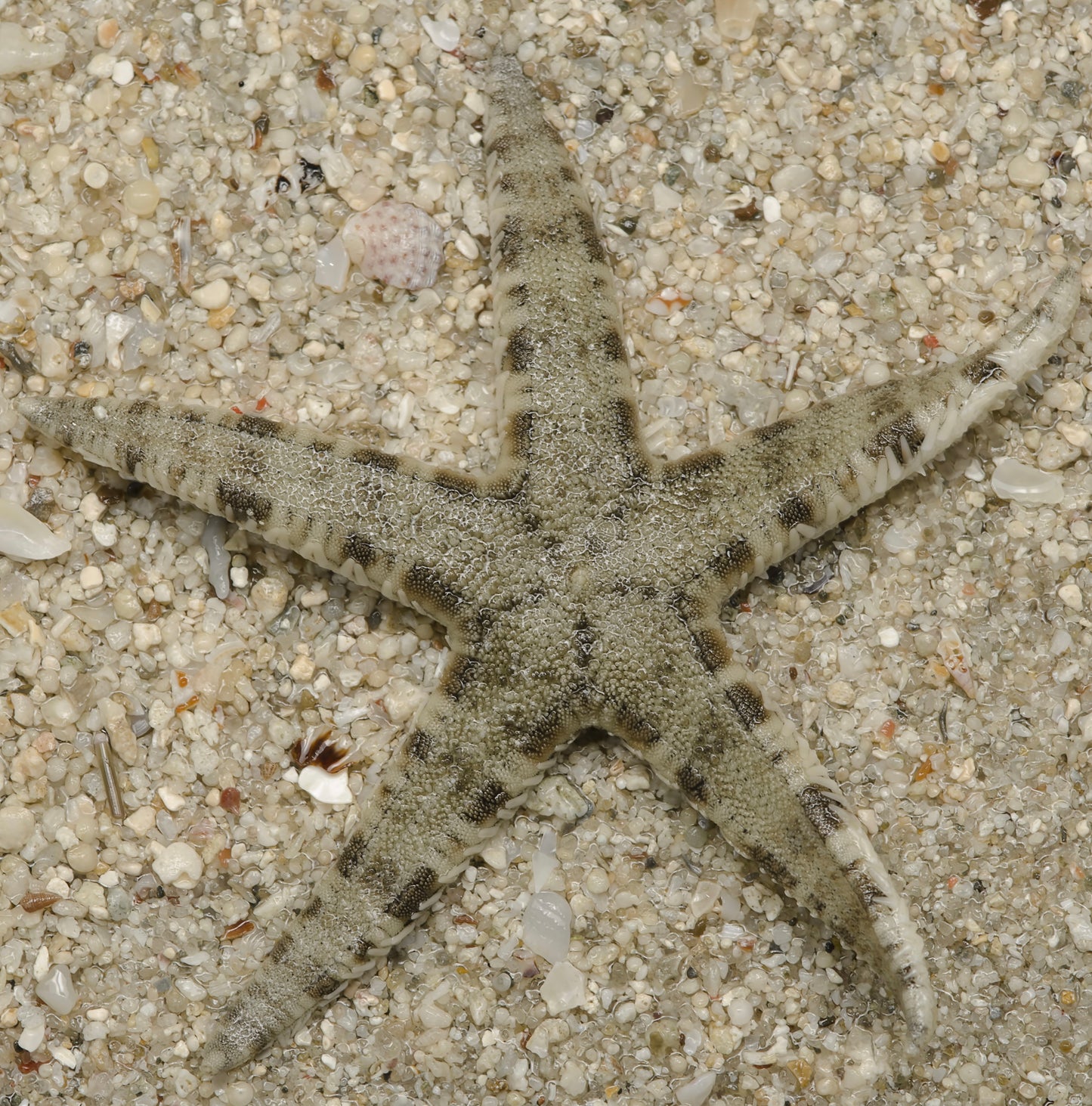 Sand Sifting Starfish
