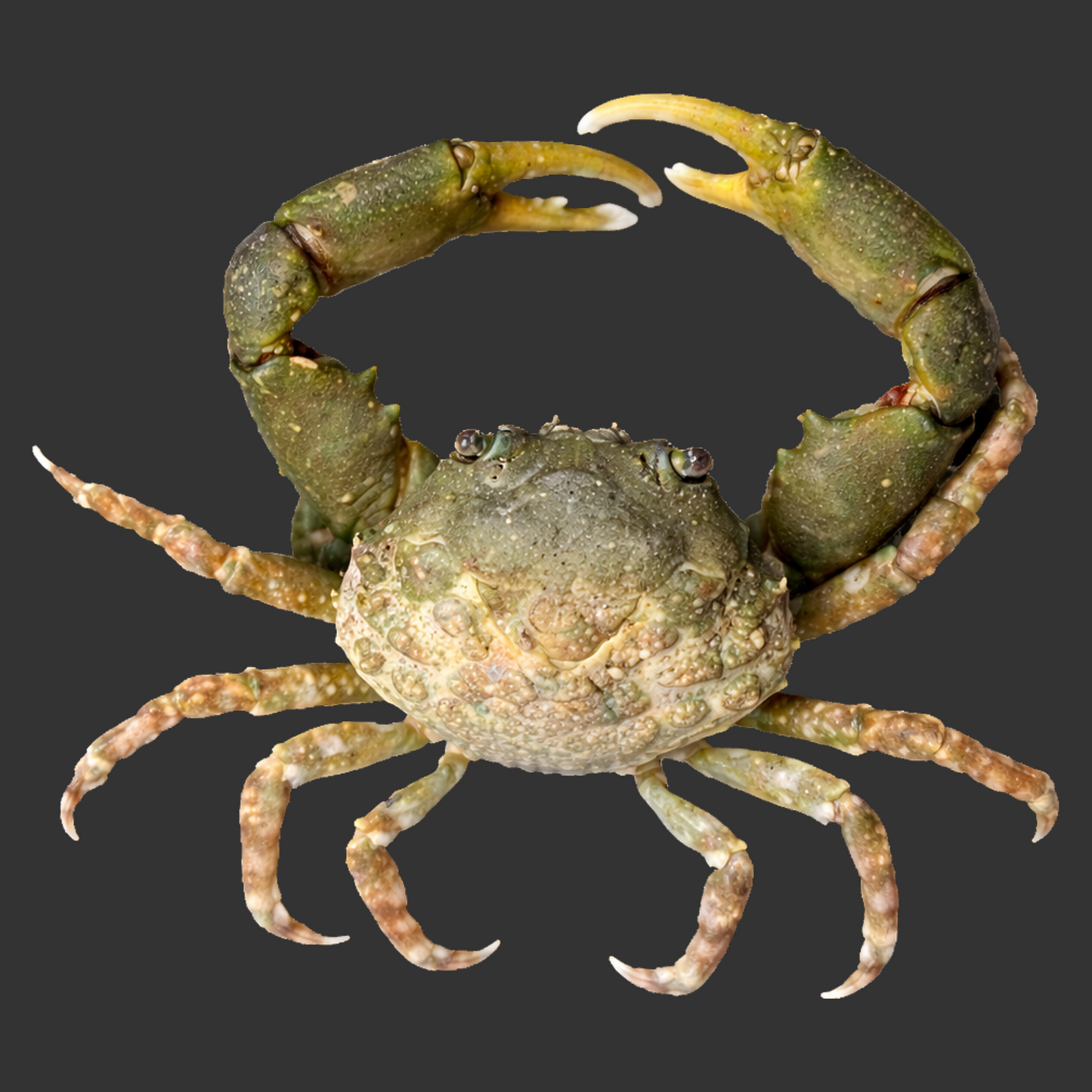 Emerald Crabs