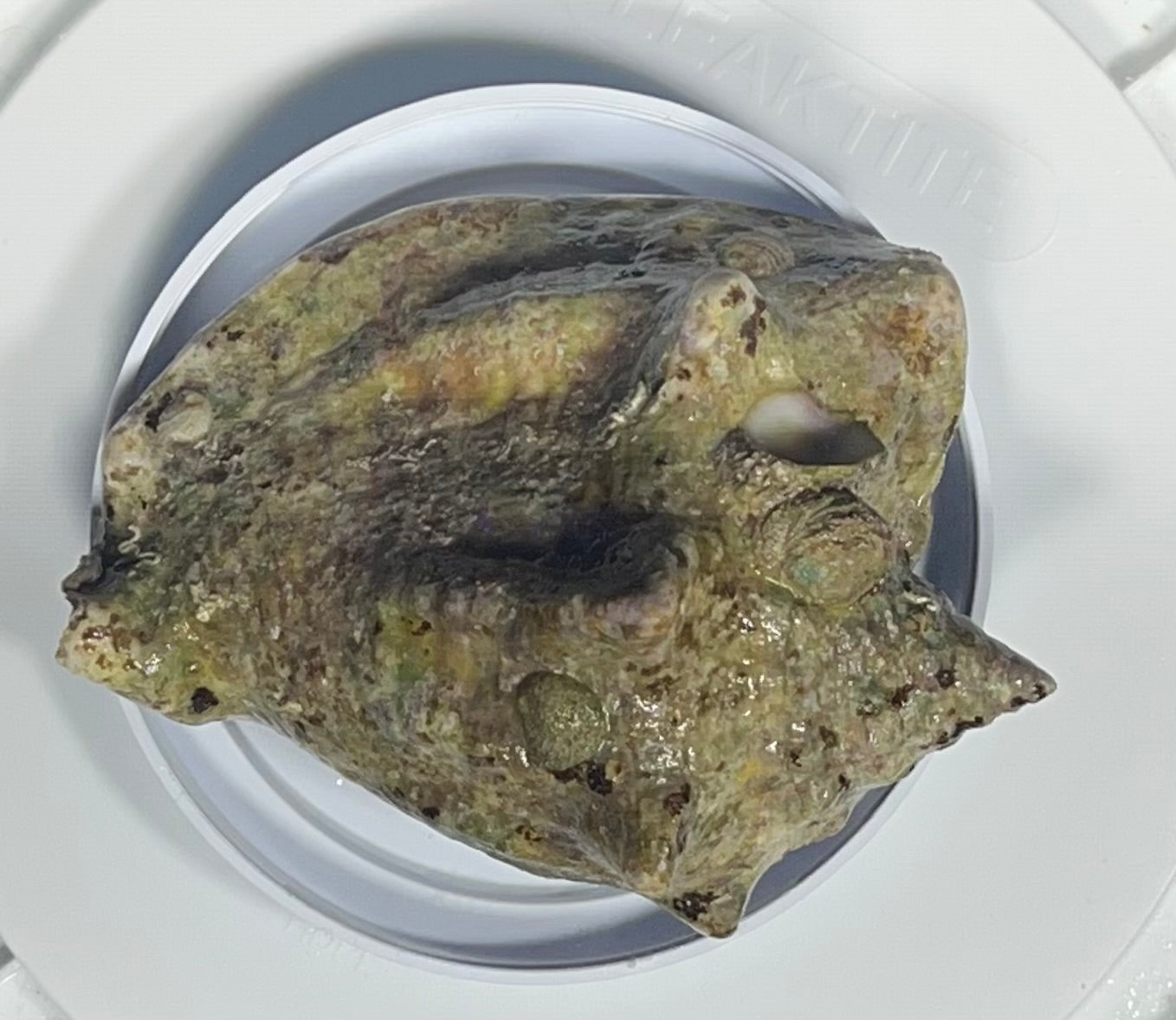 Milk Conch Snail XL WYSIWYG 7”