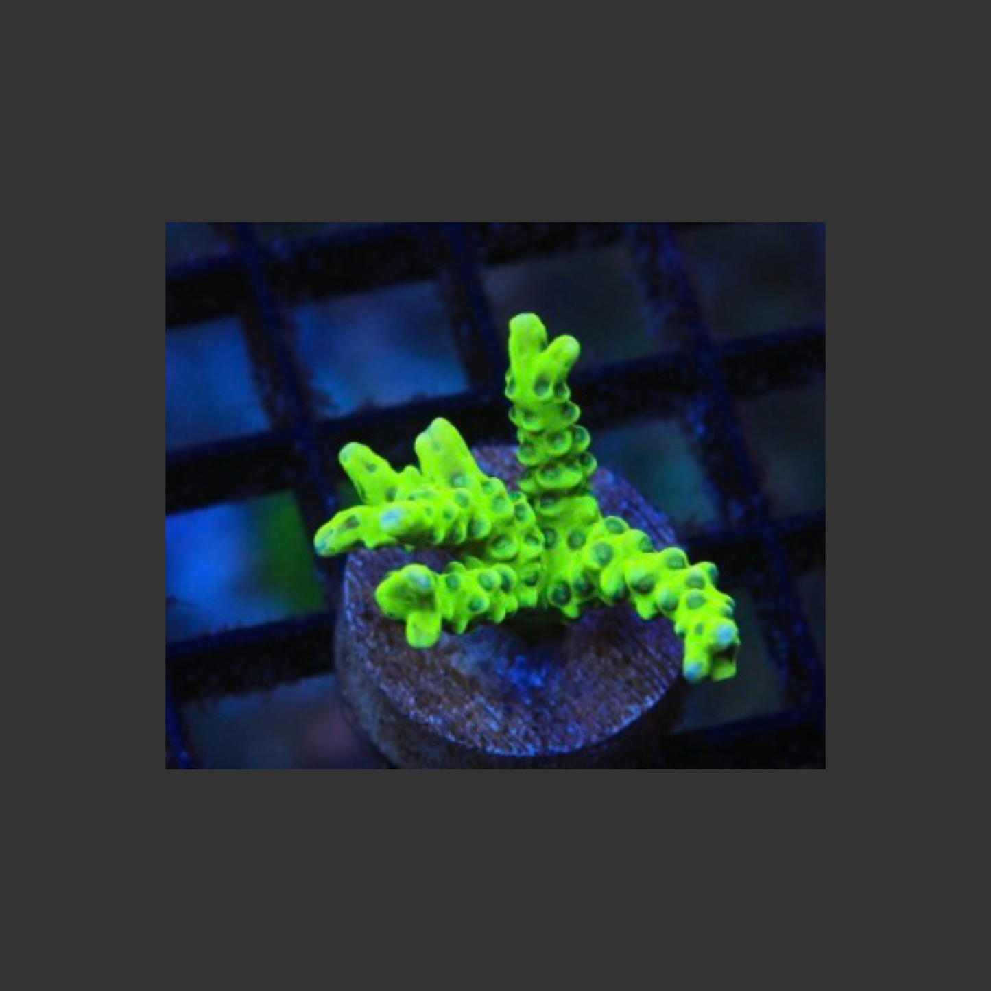 SDC Green Goblin Anacropora