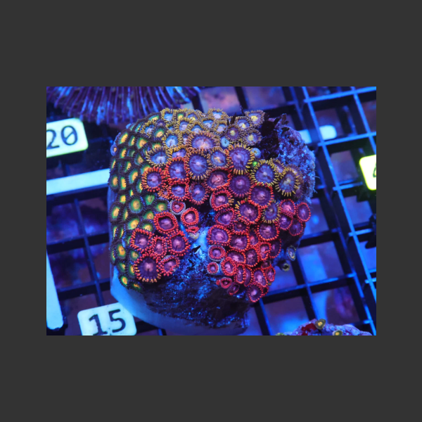 Indo Zoa Garden K15