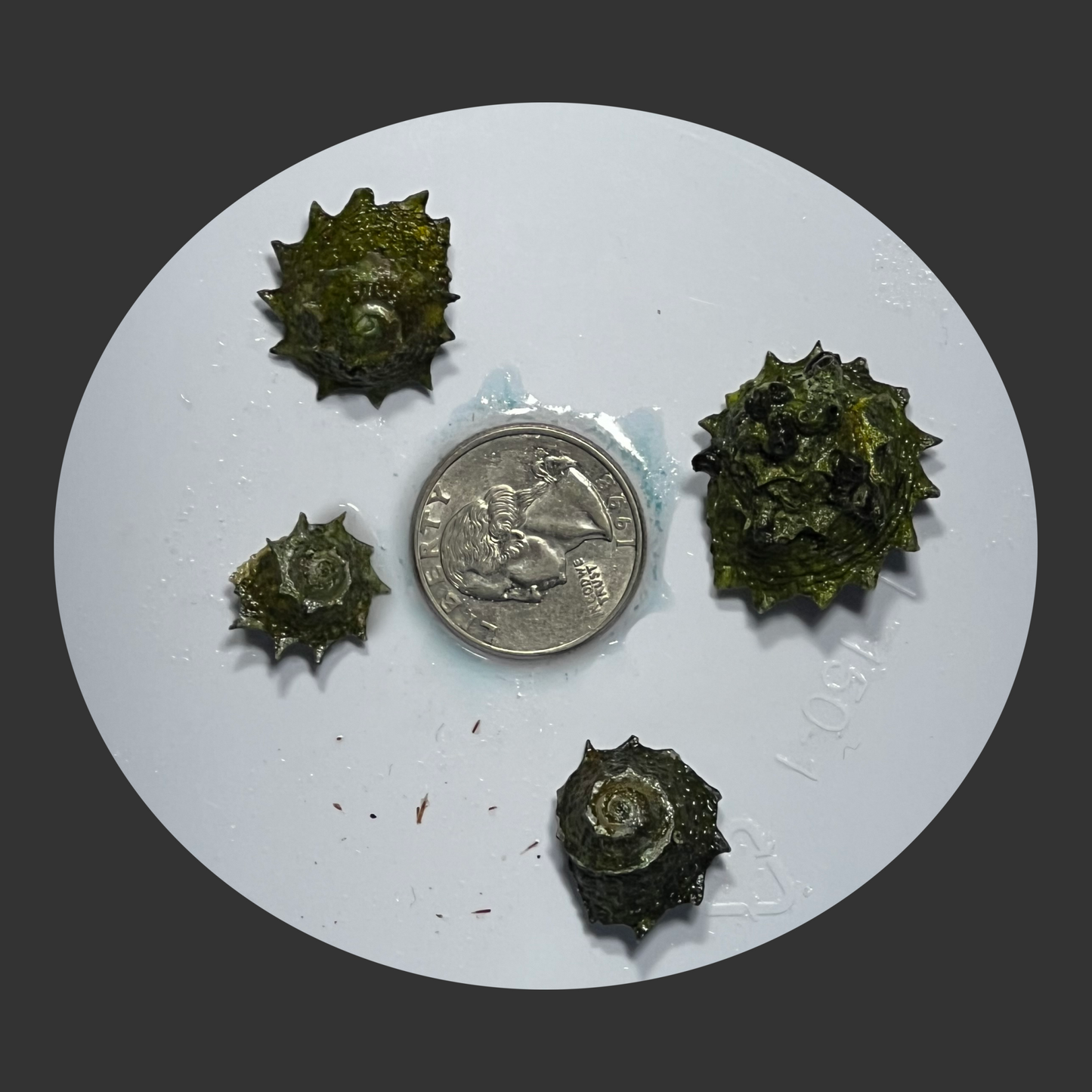 Ninja Star Snails