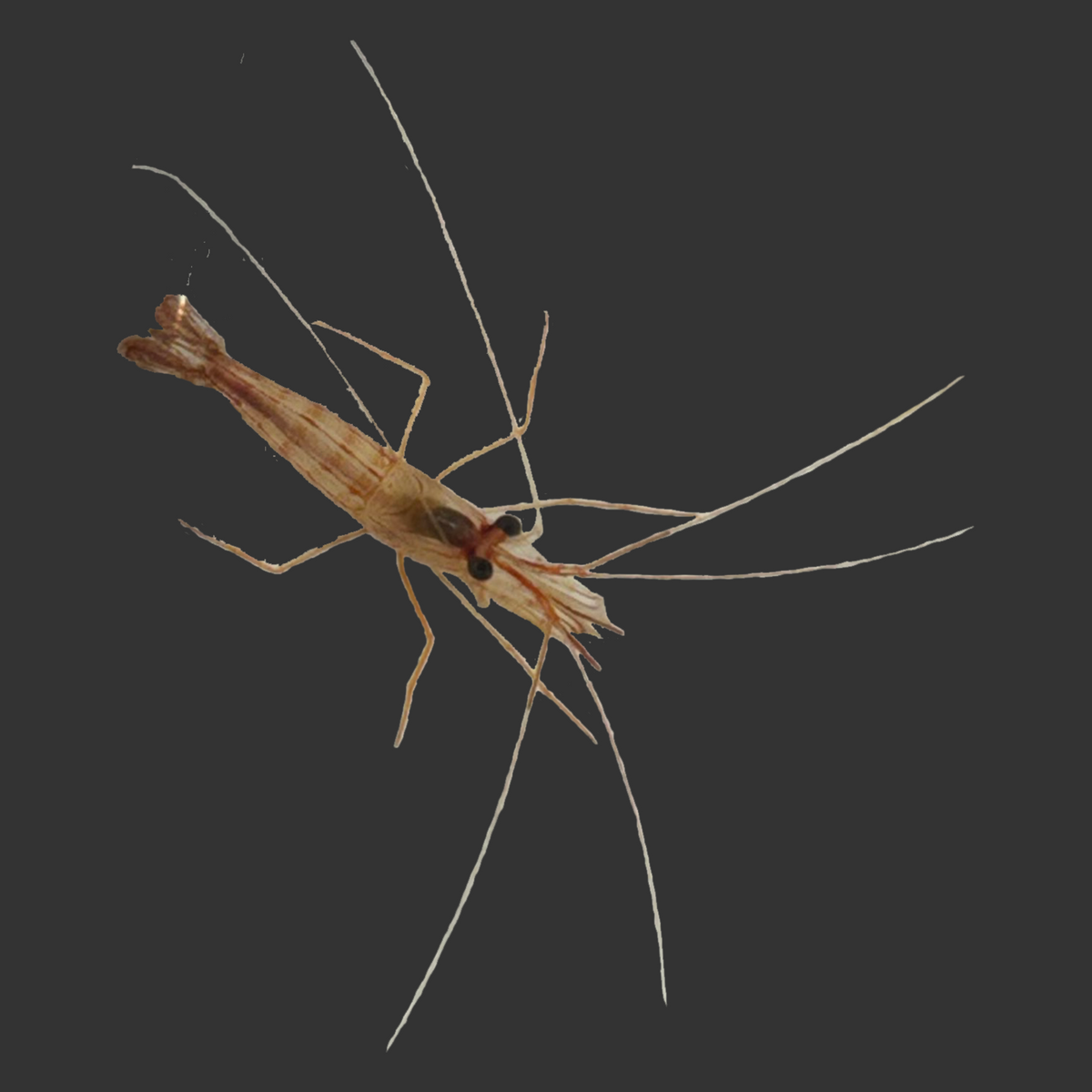 Peppermint Cleaner Shrimp (Aiptasia Eater)