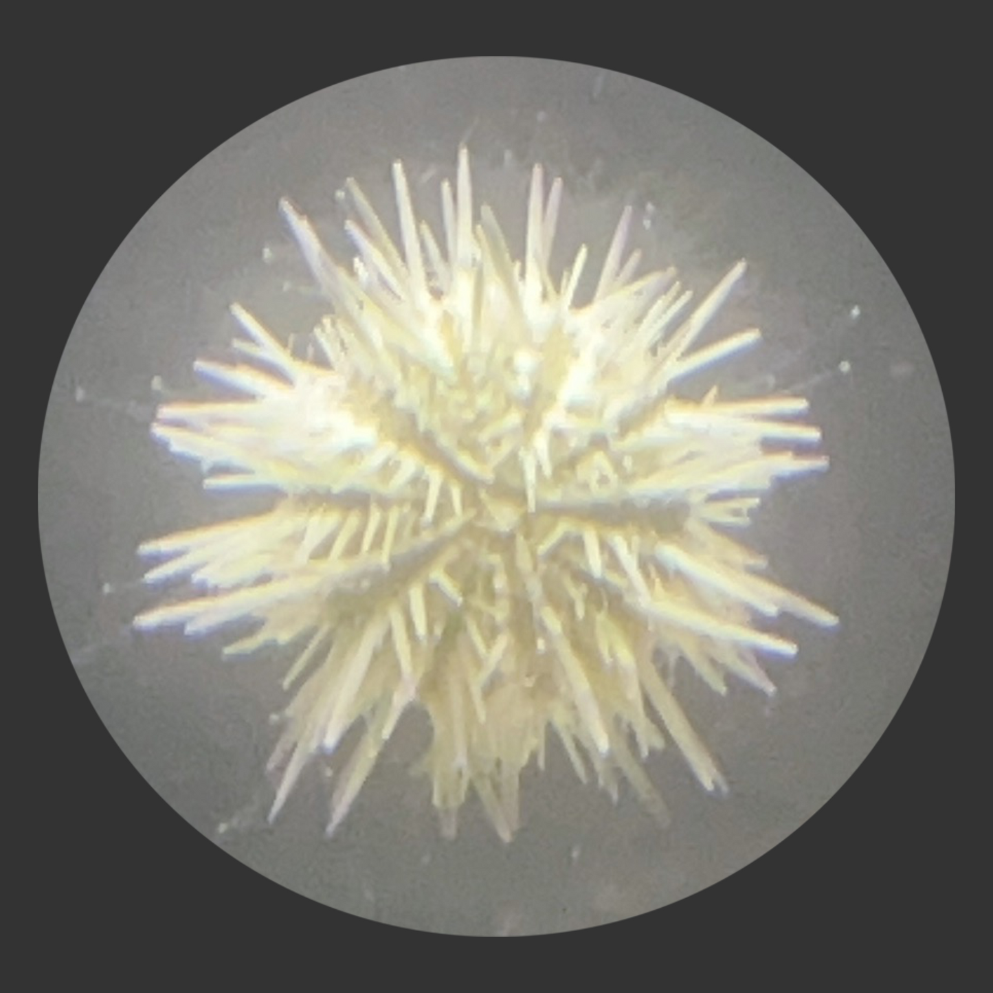 Pin Cushion Urchin (SM/Med) <2"