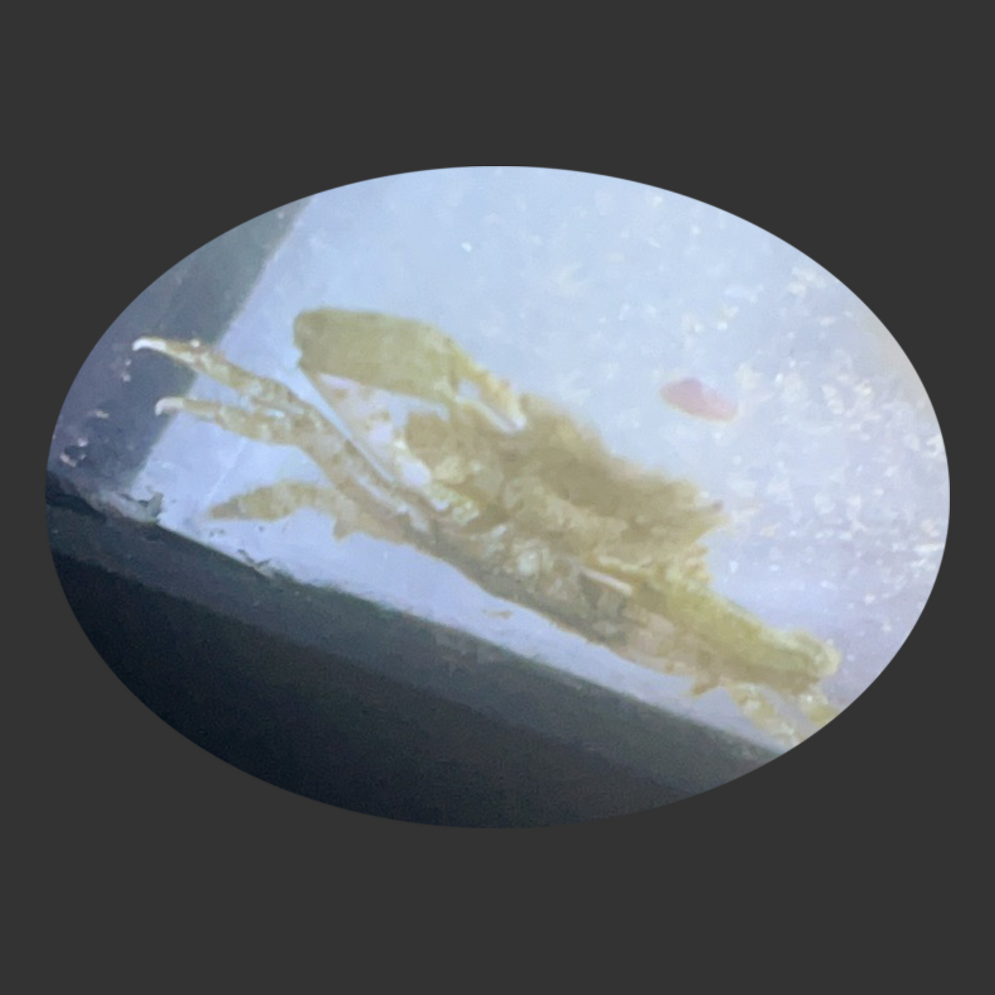 Pithos Crabs
