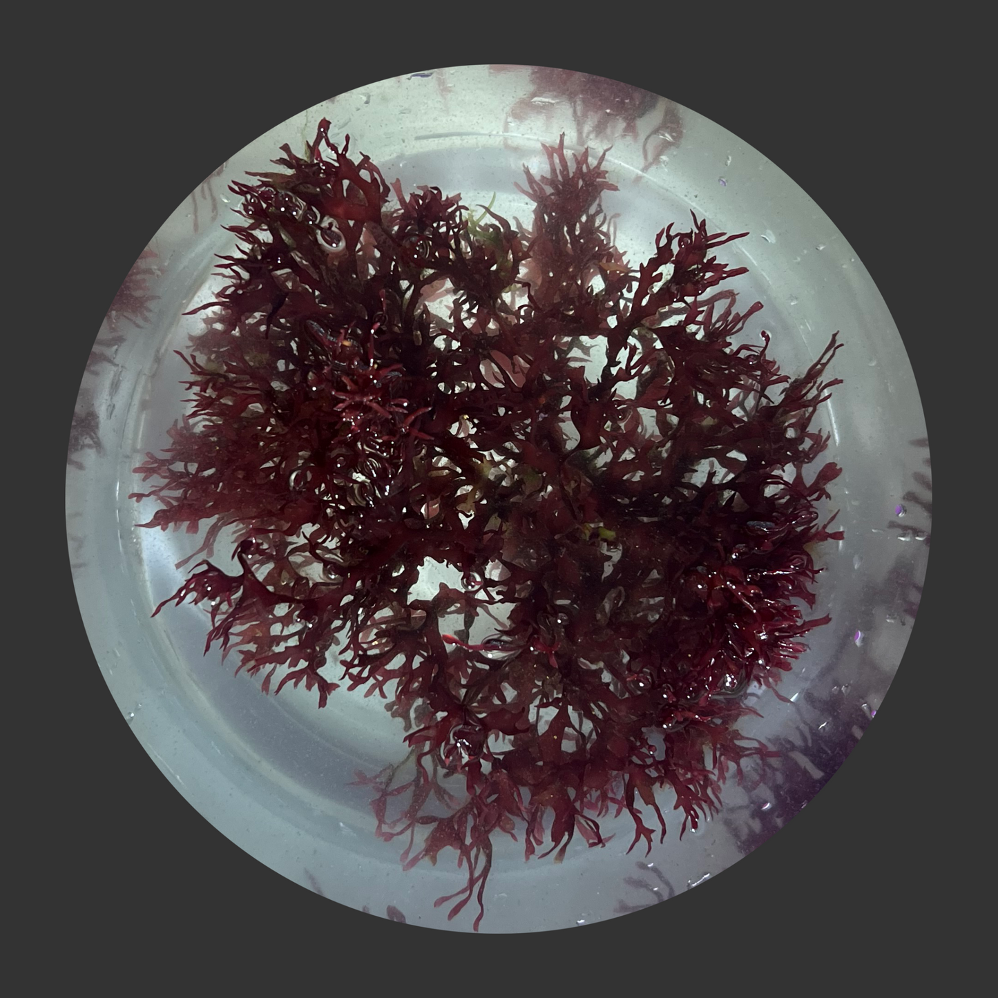 Red Gracilaria (Pom Pom)