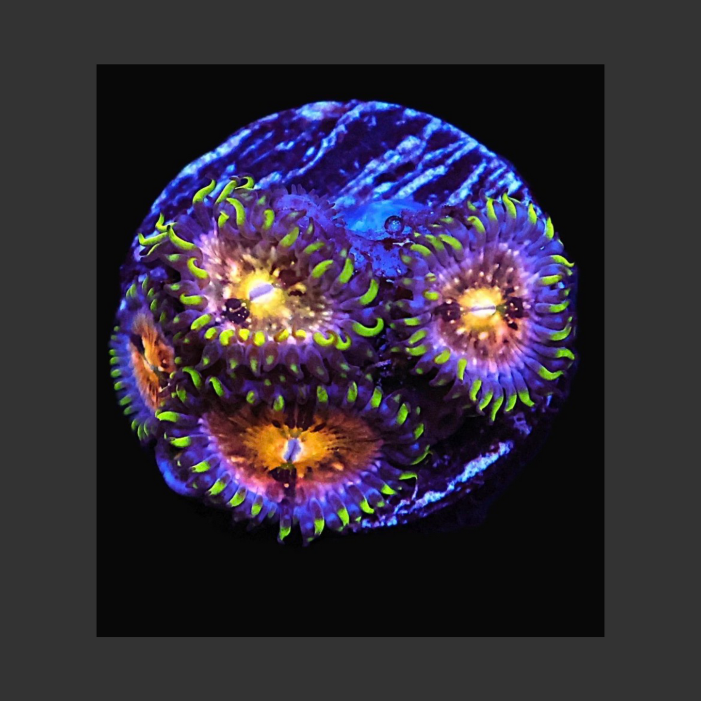 SDC Nirvana Zoa