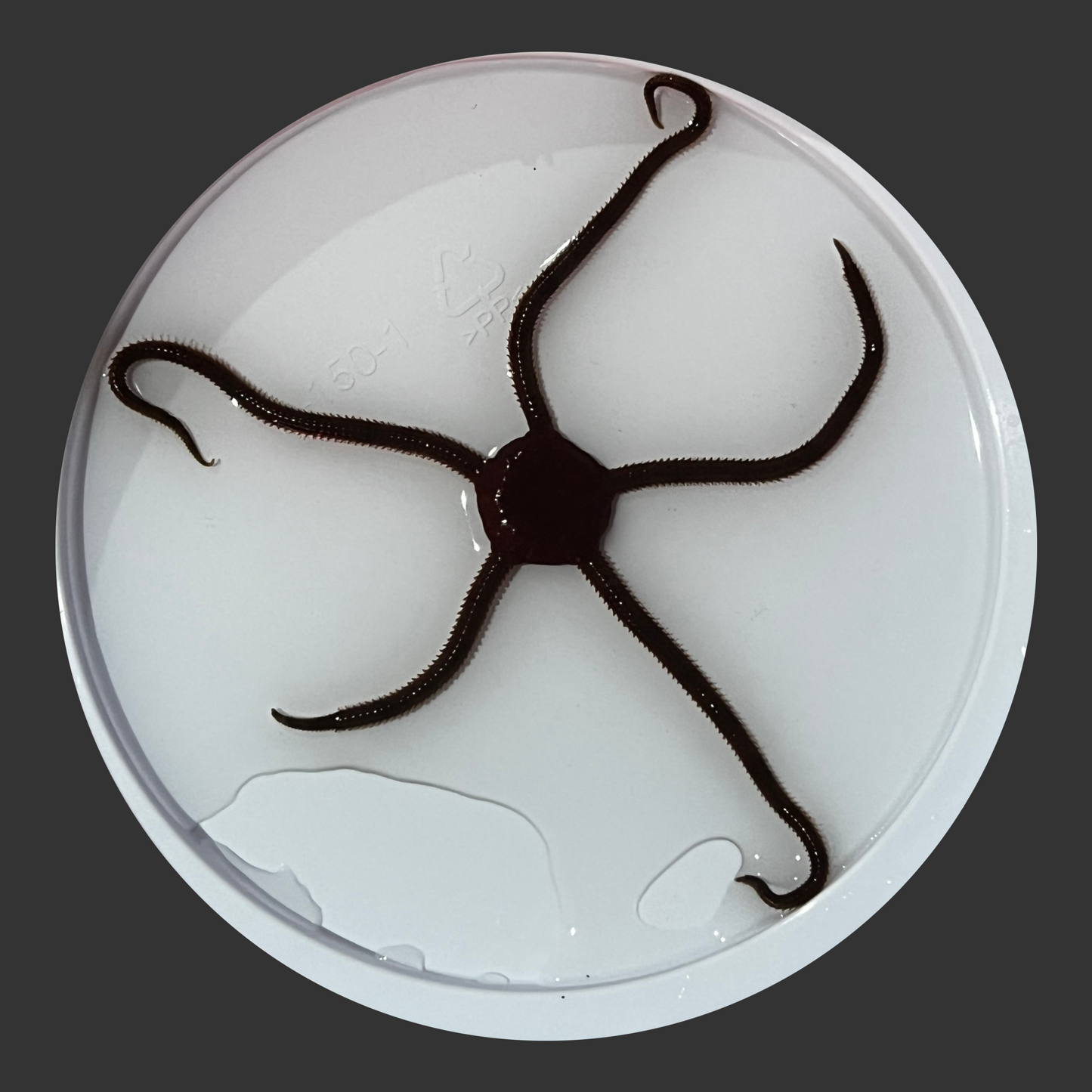 WYSIWYG Red Serpent Star