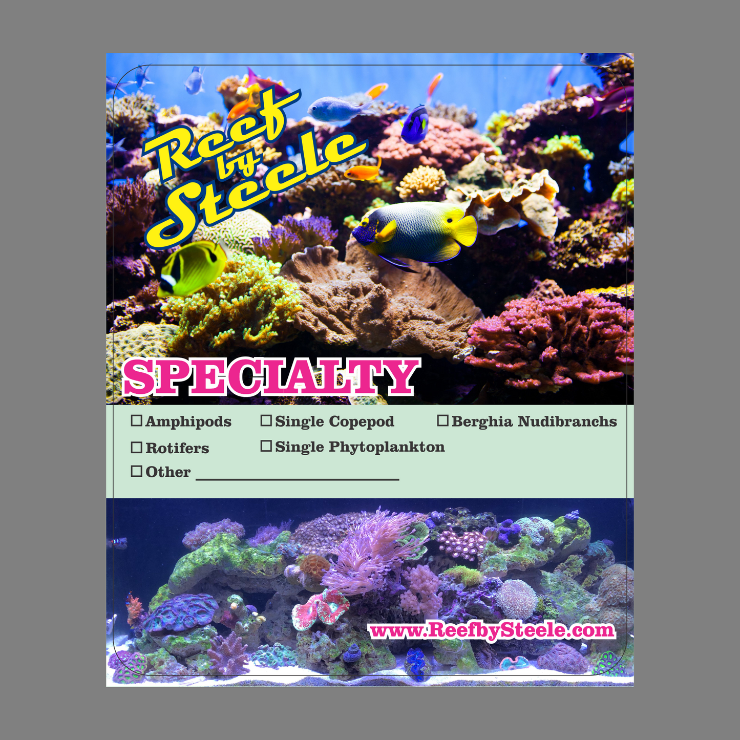 Enriched Adult Brine Shrimp