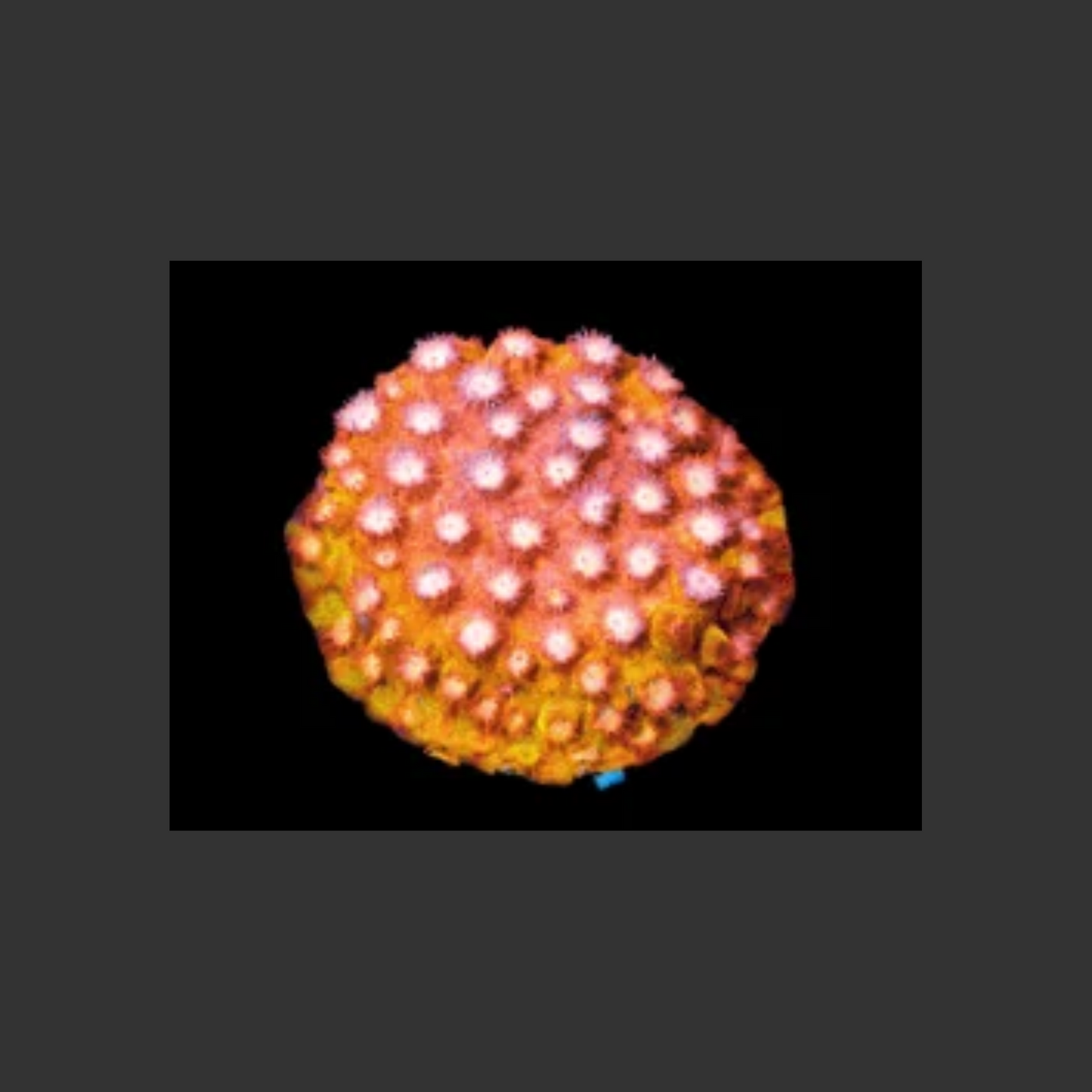 SDC Strawberry Lemonade Cyphastrea