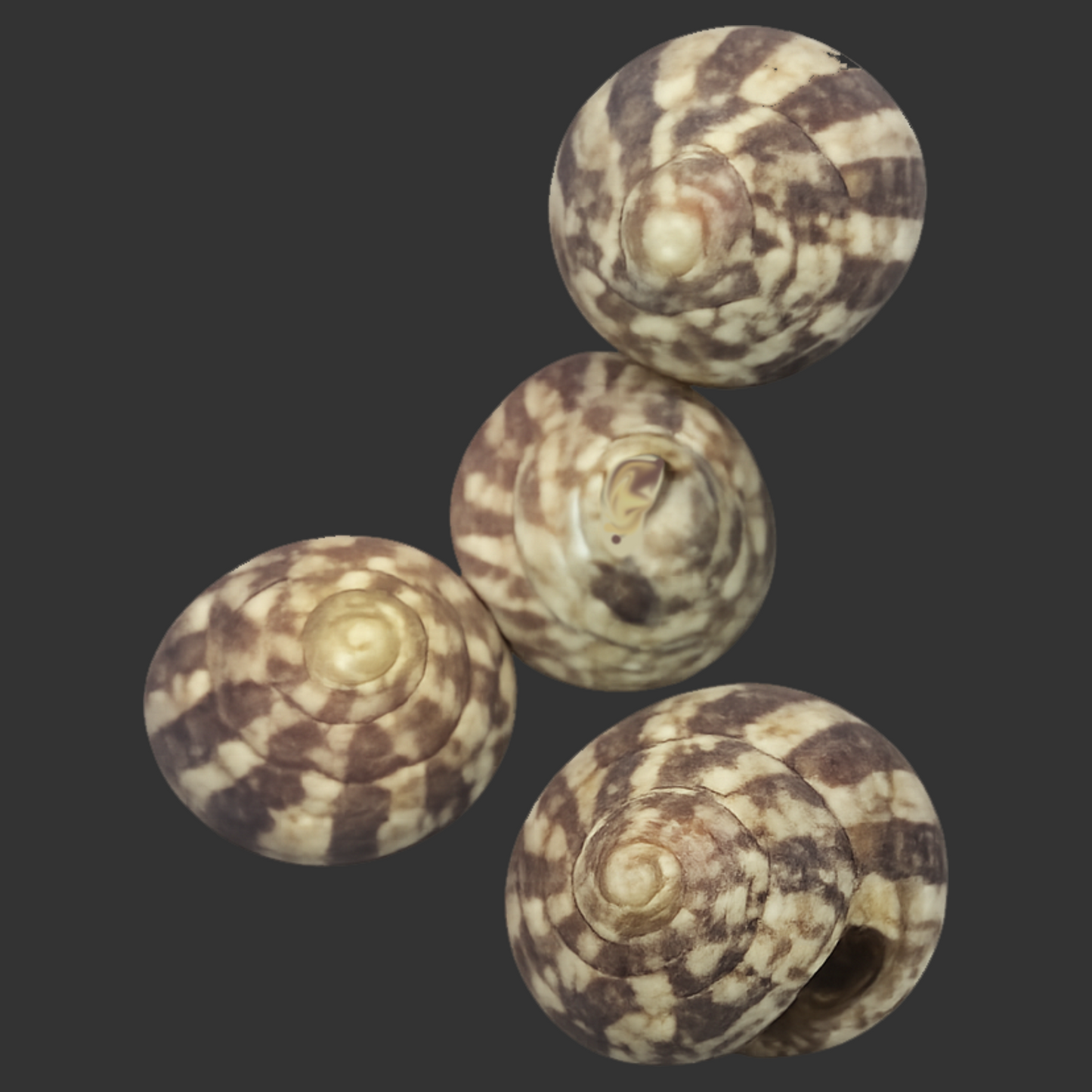 Trochus