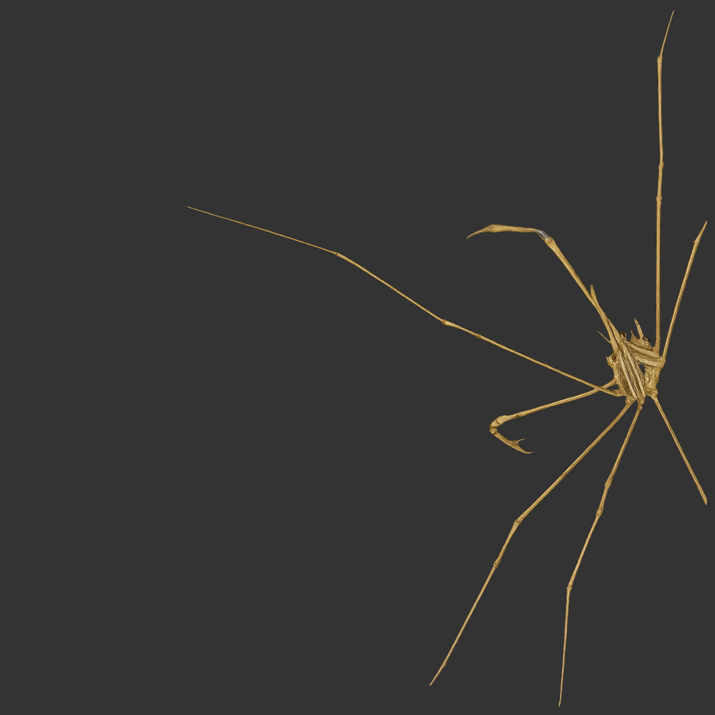 Arrow Crab (Caribbean)
