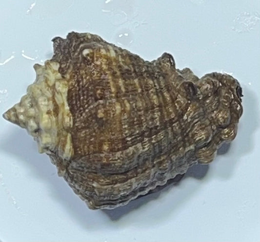 Vase Conch