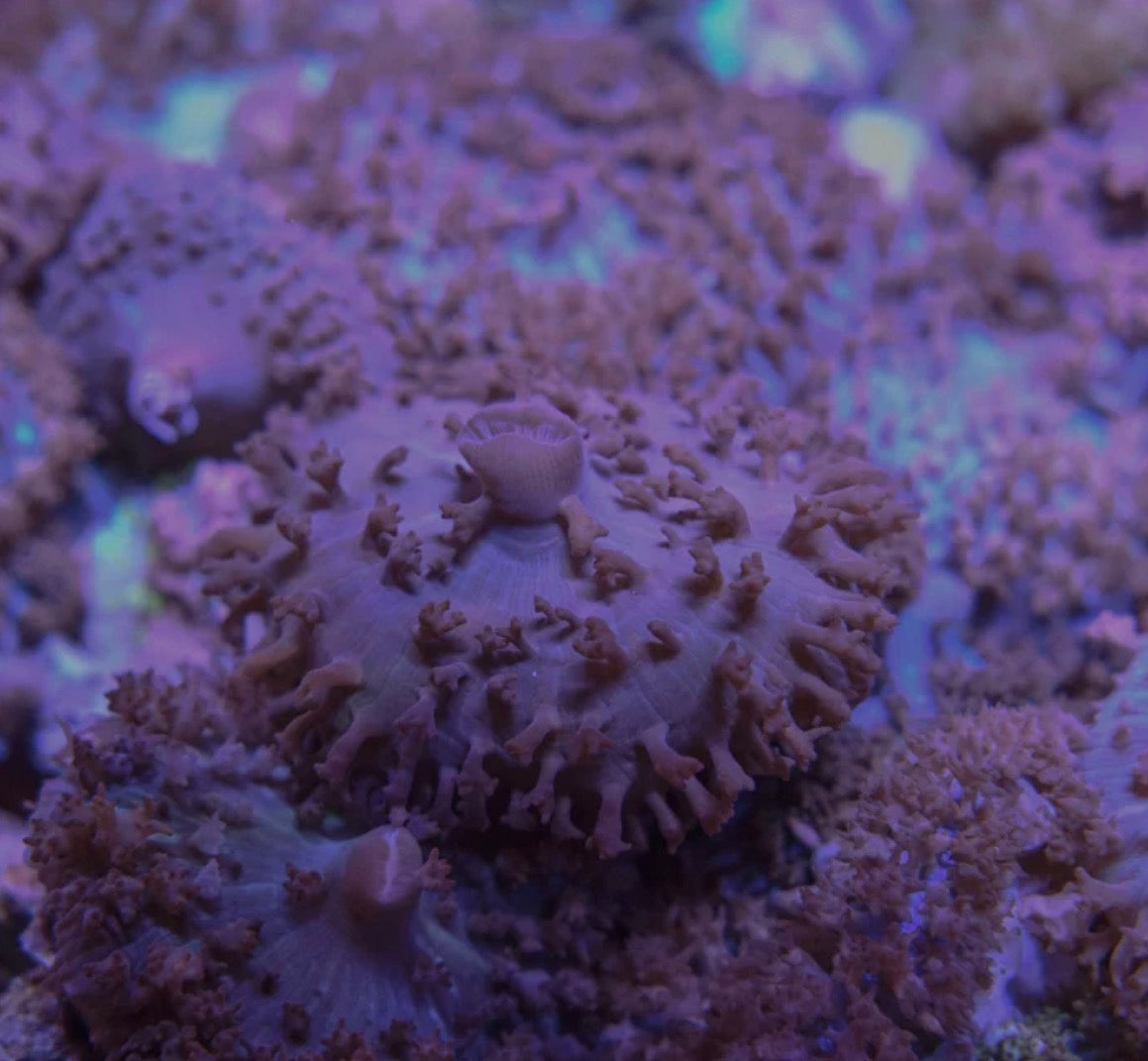 Red St. Thomas Mushroom