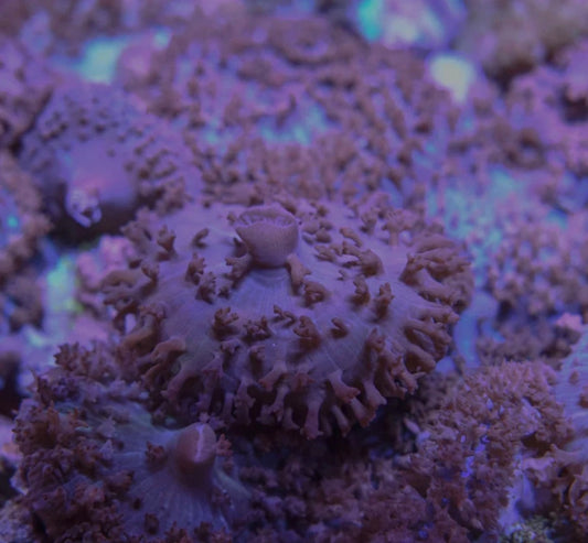 Red St. Thomas Mushroom