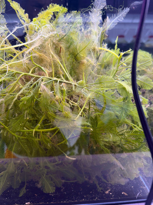 Feather Caulerpa