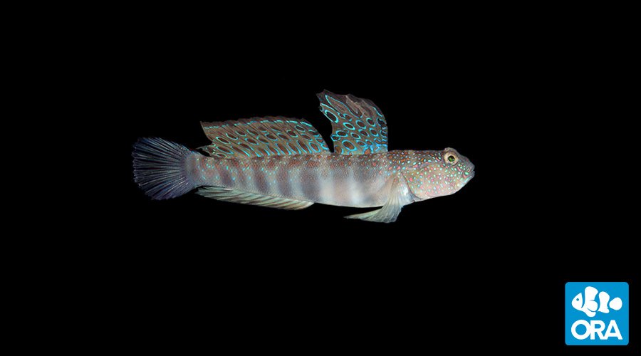 Watchman Goby (Pink/Blue Spot)