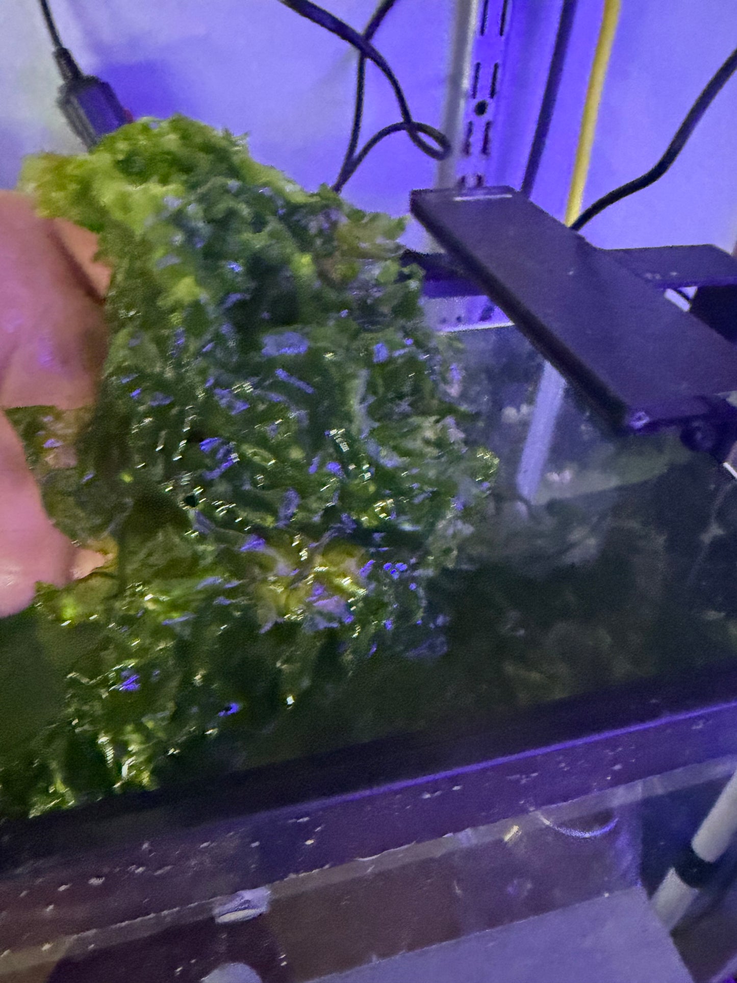 Ulva (Sea Lettuce)