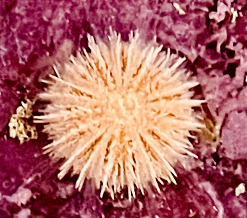 Orange Urchin (Sm) 1-1.5”