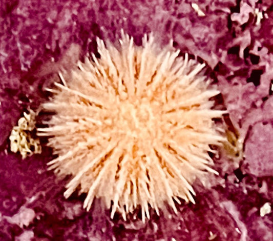 Orange Urchin (Sm) 1-1.5”