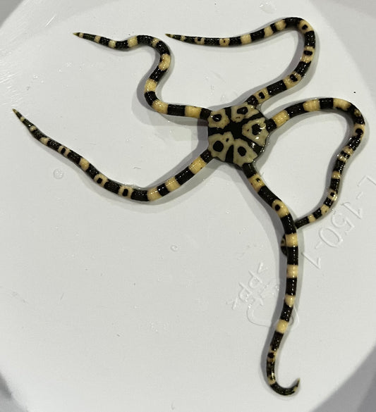 Harlequin starfish