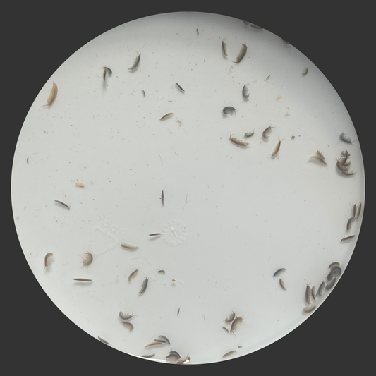 Products – Reef By Steele
