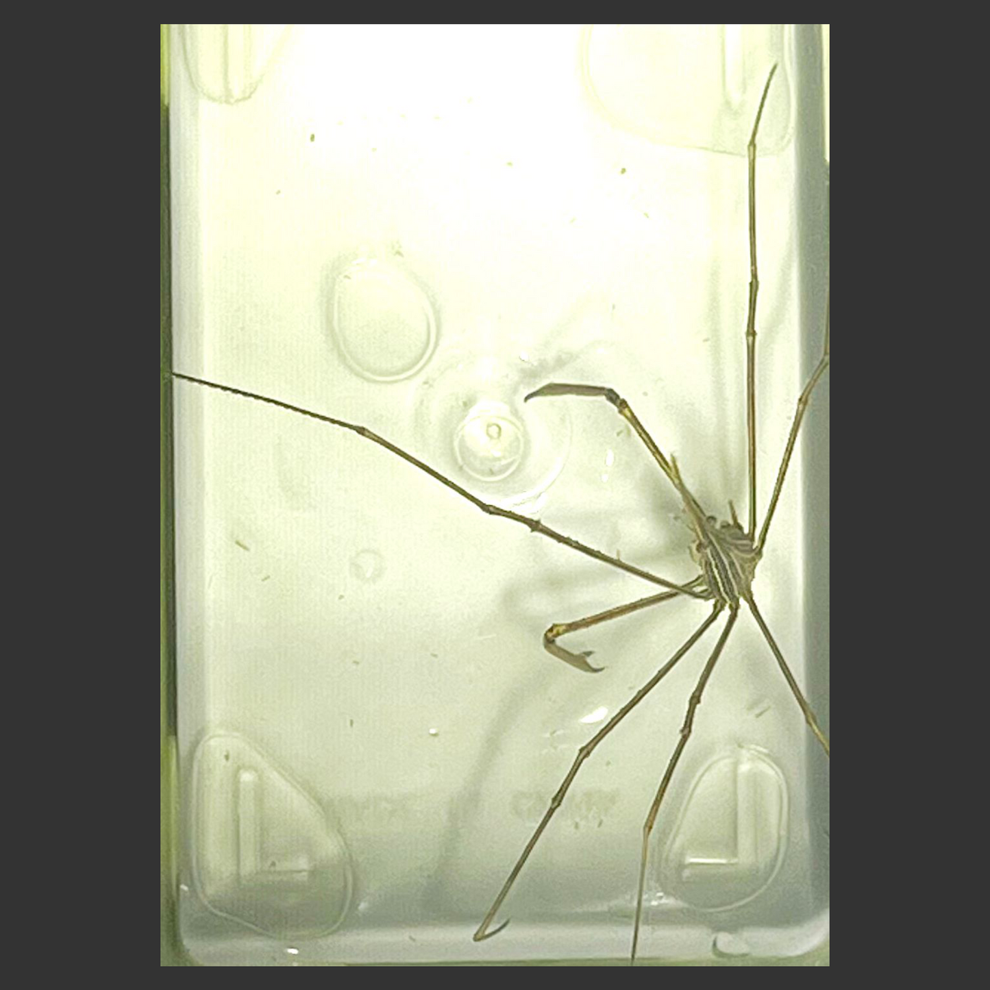 Arrow Crab (Caribbean)