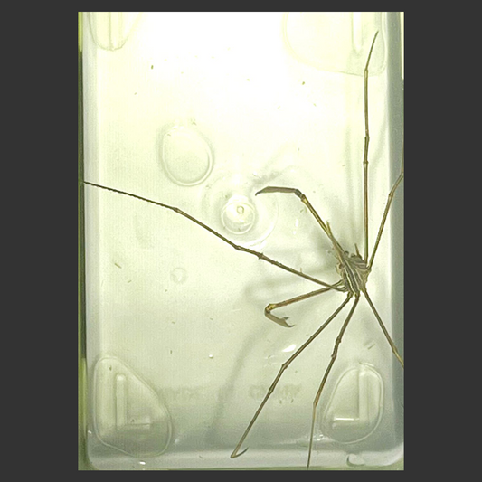Arrow Crab (Caribbean)