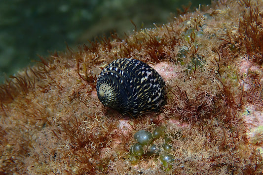 Nerite Snail