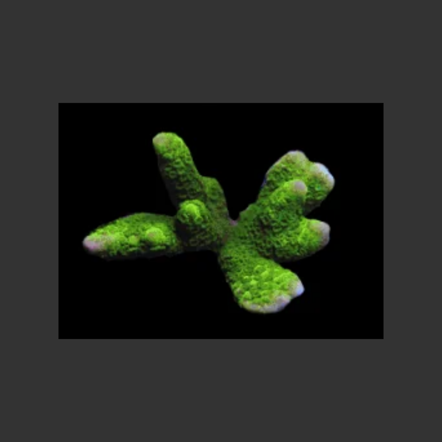 SDC Black Forest Montipora Digitata
