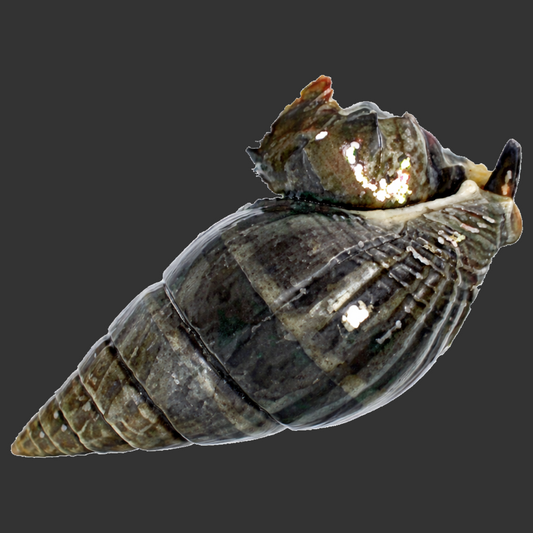 Black Nassarius Sand Snail