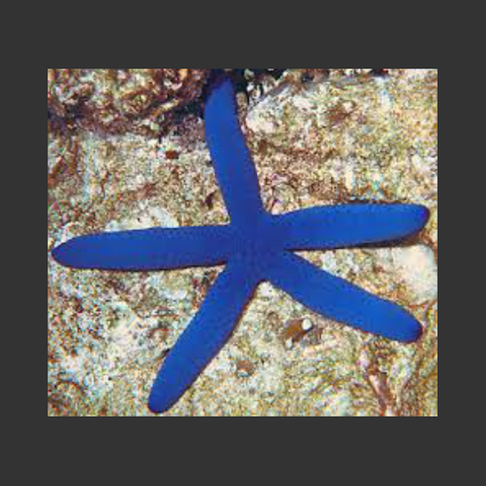 Blue Linckia Starfish L show