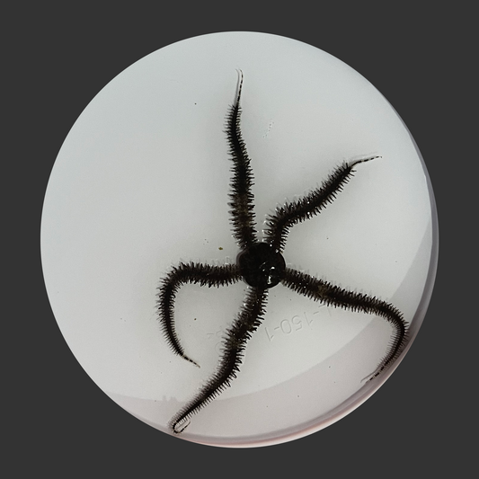 Assorted Brittle Stars