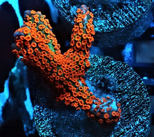 SDC Forest Fire Montipora Digitata