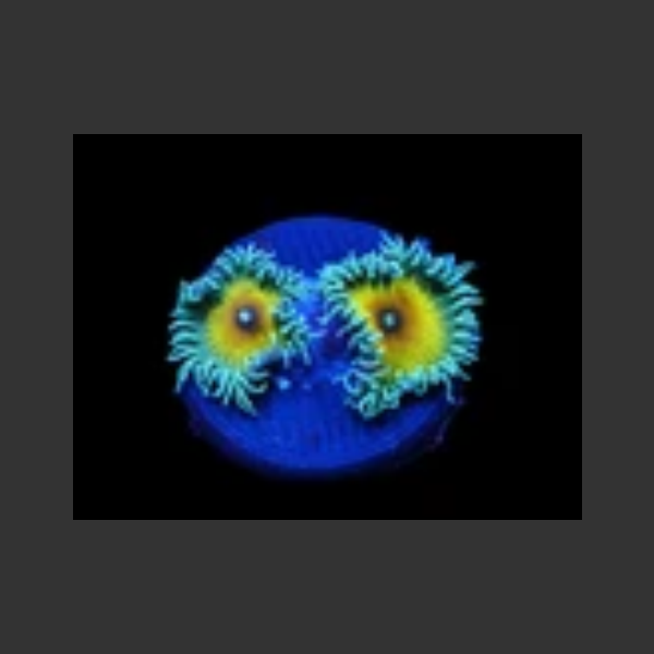 JF Captain Jerk Zoa