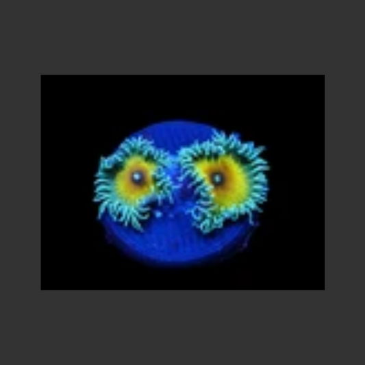 JF Captain Jerk Zoa