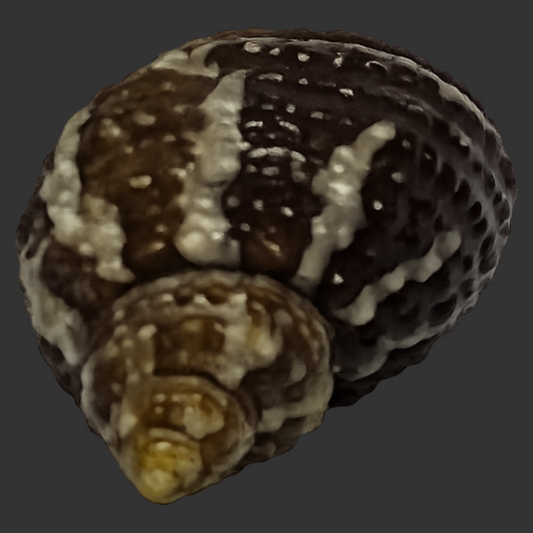 Cat's Eye Turbo Snail