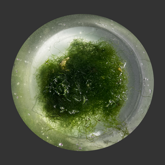 Chaetomorpha Wild