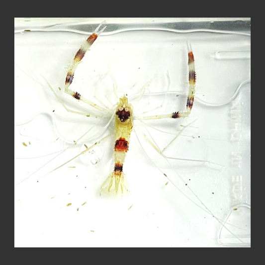 Coral Banded Cleaner Shrimp