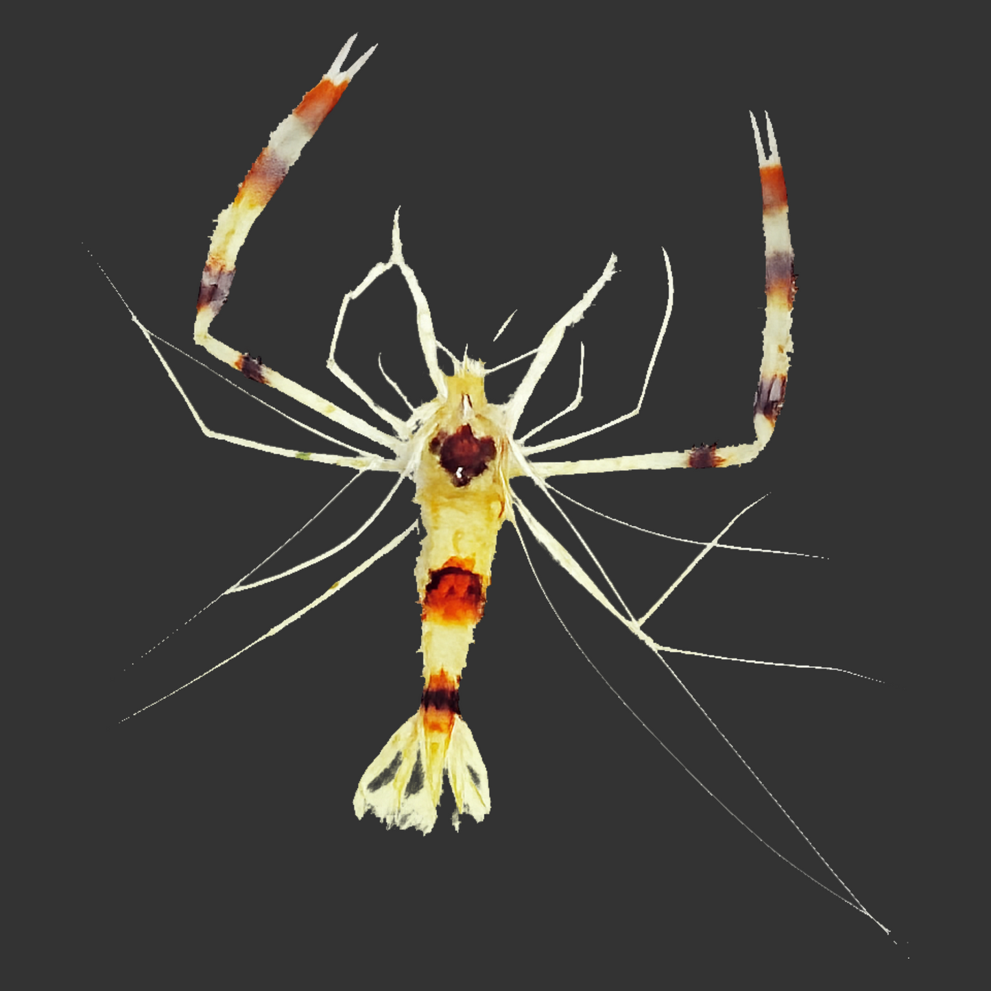 Coral Banded Cleaner Shrimp Gold