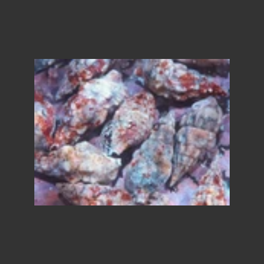 Cerith Snail Coralline Atl