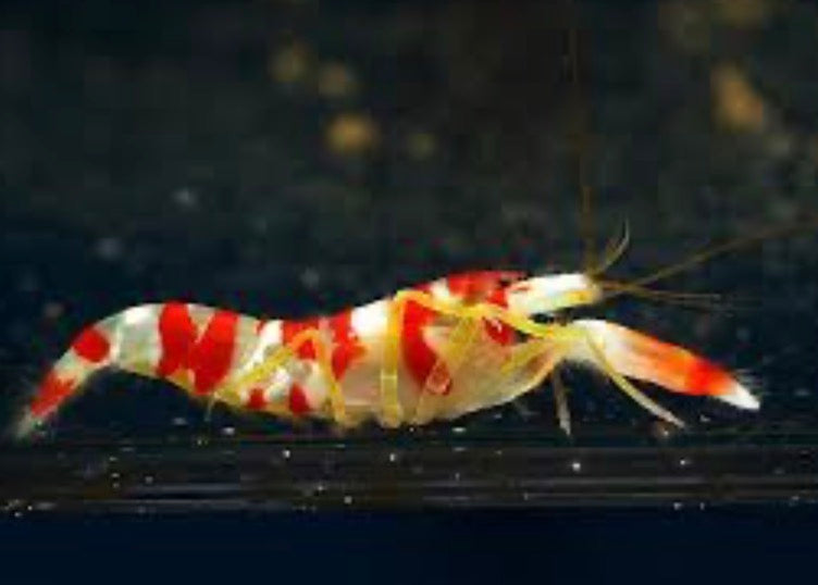 Pistol Shrimp Candy Strip
