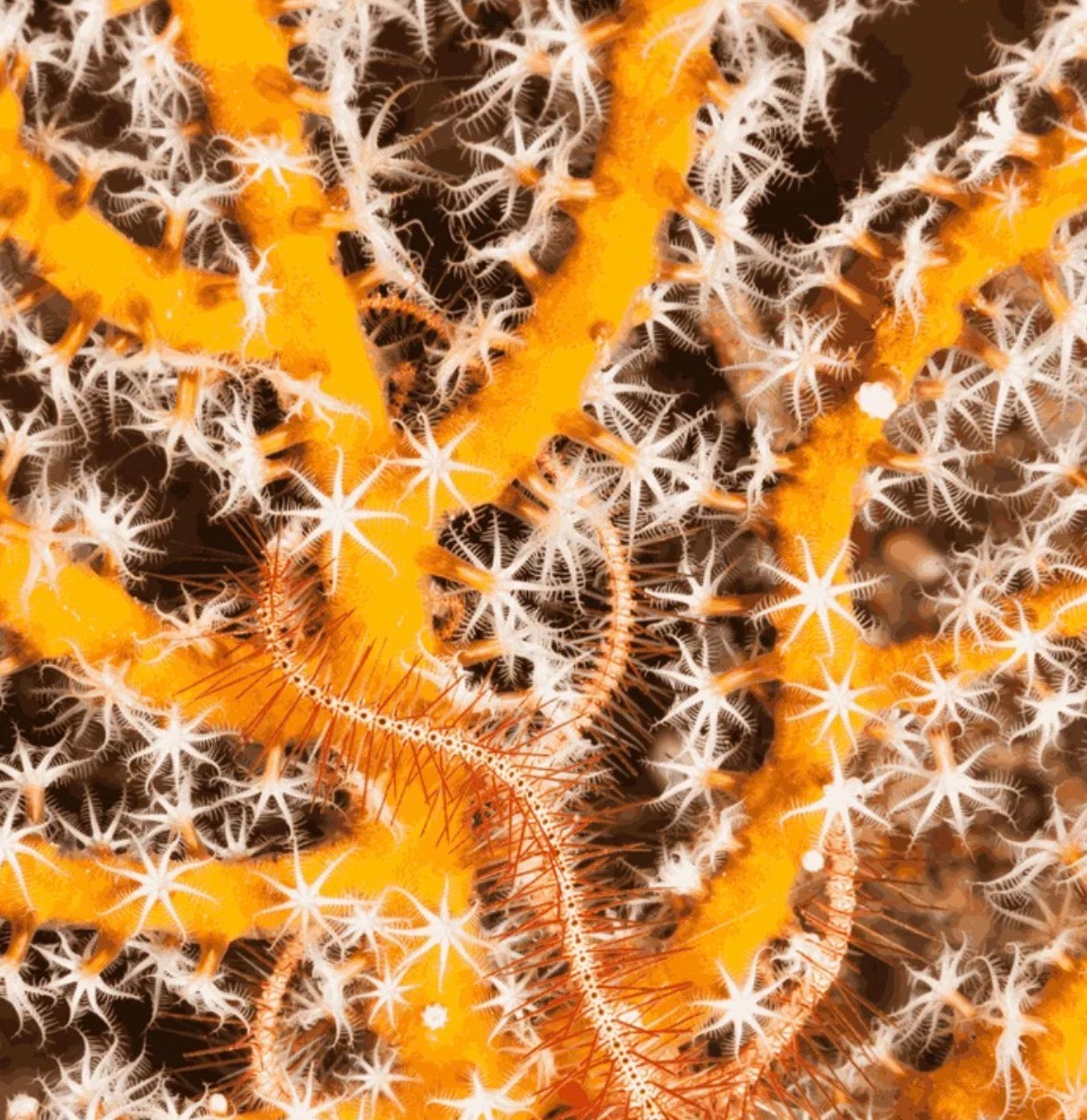 Yellow Finger Gorgonia