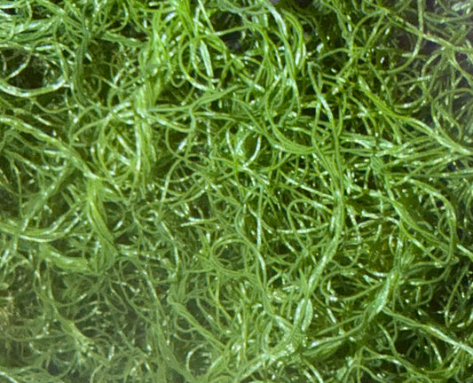 Chaetomorpha Coarse